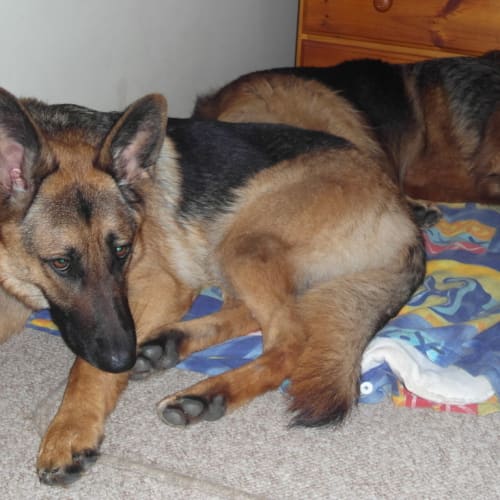 No photo for Sophie On Hold Pending Adoption