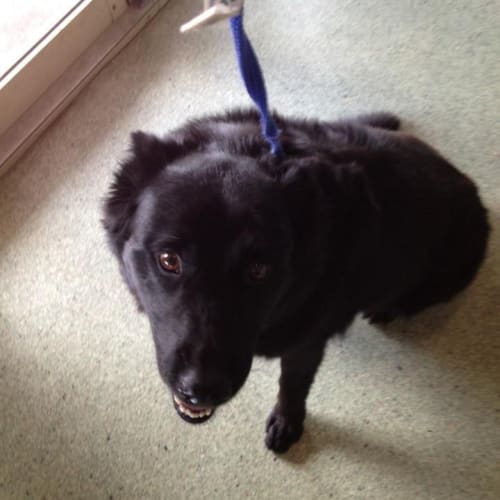 No photo for Patrick *Urgent Foster Carer Required*