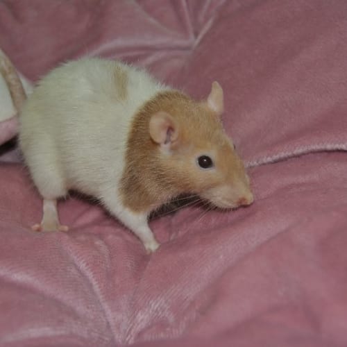 No photo for Cinnamon