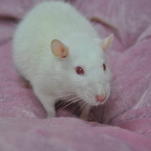 No photo for Clover