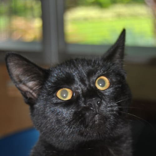 No photo for Blackie