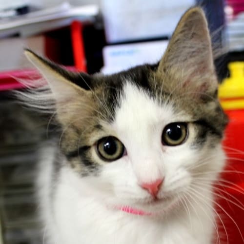 No photo for Adopt Me
