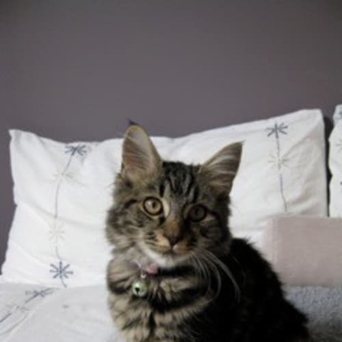 No photo for Nella