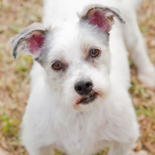 No photo for Scruffy Id12989