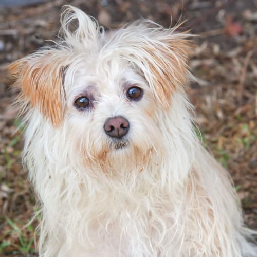 No photo for Molly Id13221