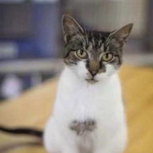No photo for Pound Cats | Annie J