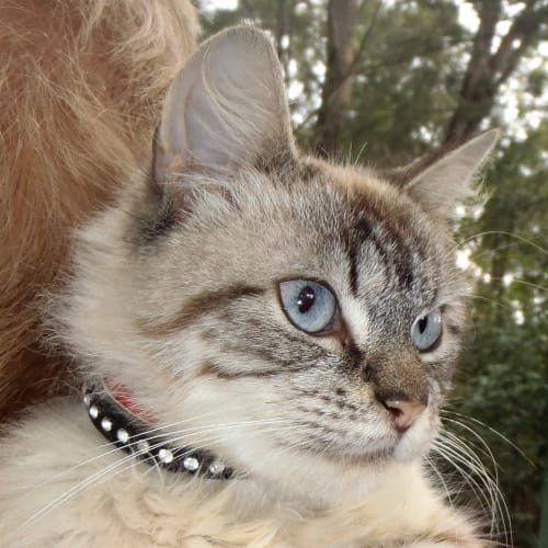 No photo for Sweetpea *On Trial In My New Home*