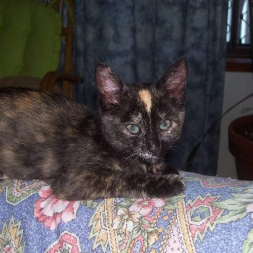 No photo for Pepper