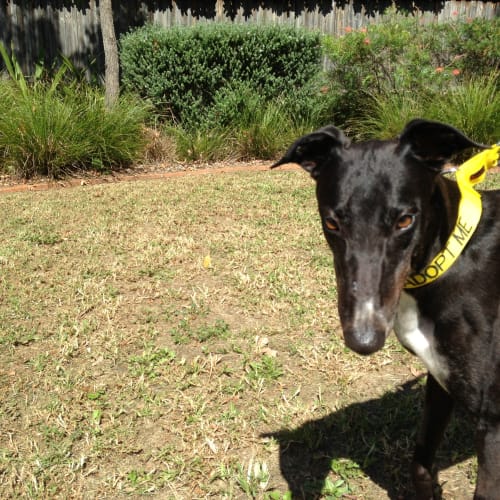 No photo for Lilly (Greenhound) 