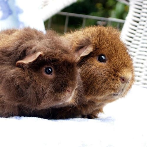 No photo for Wombat And Peter Possum