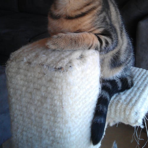 No photo for Belle