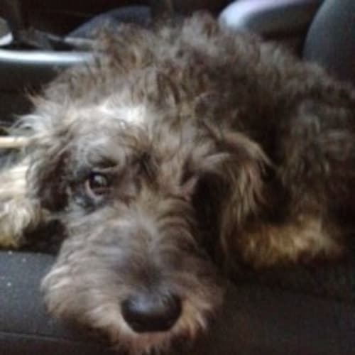 No photo for Jesse Pepper   Schnoodle (Schnauzer X Poodle)