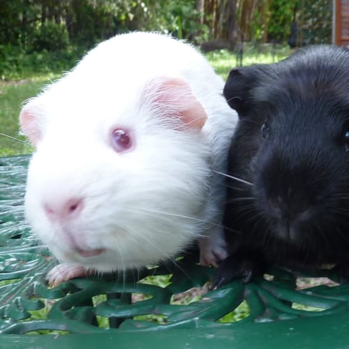 No photo for Cole And Black Jack!
