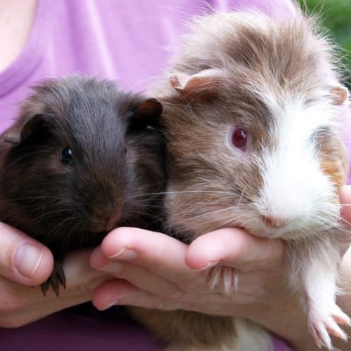 No photo for Sherlock And Watson