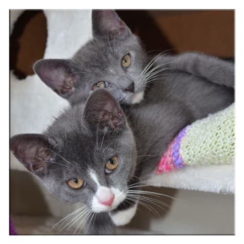 No photo for Sasha & Mia *Dual Adoption