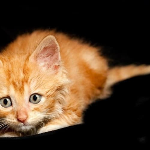 No photo for Female Ginger Kitten