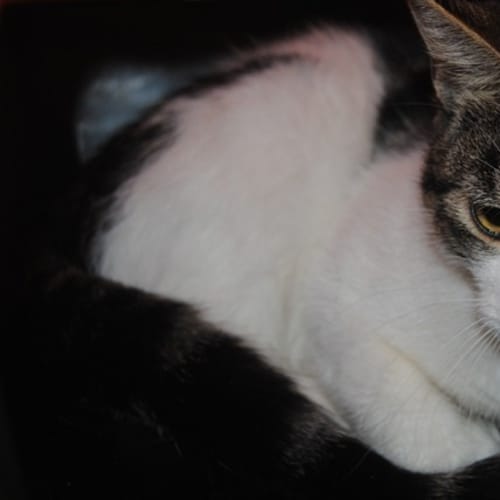 No photo for Catsy