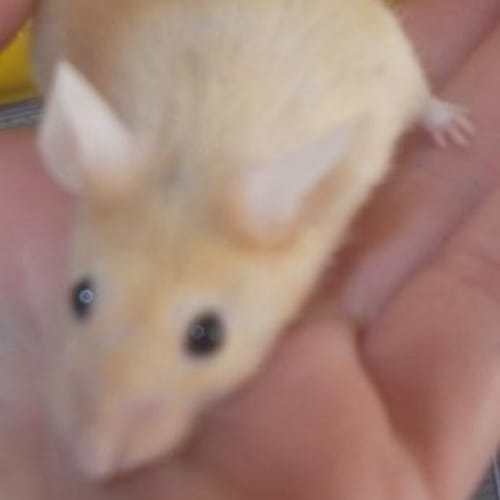 No photo for Henry