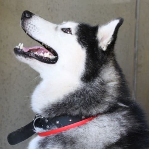 No photo for Sakari
