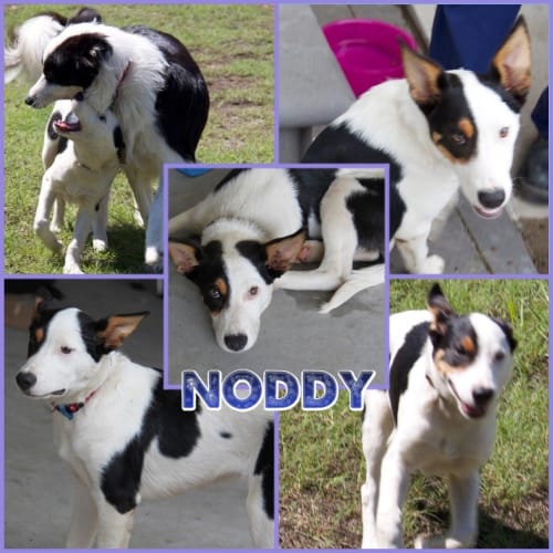 Noddy