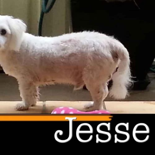 No photo for Jesse