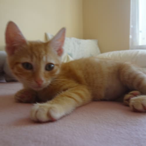 No photo for Chivon (Ginger Female)