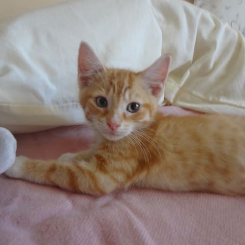 No photo for Sammy (Ginger Boy)