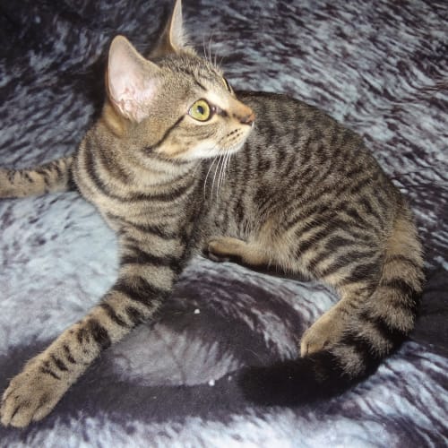 No photo for Teddles