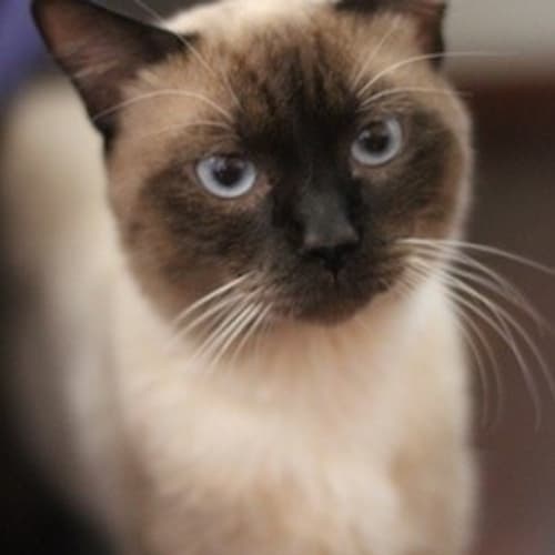 No photo for Coco (C2058)