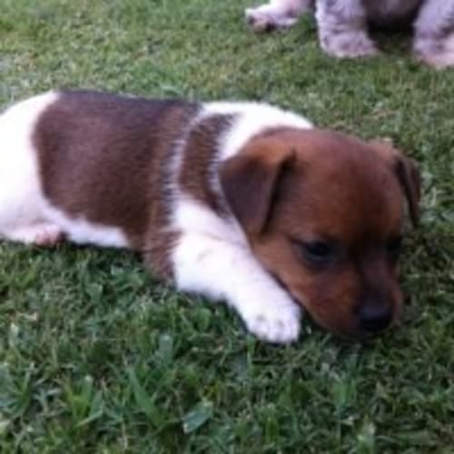 Baxter