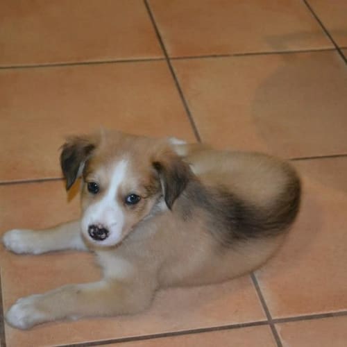 No photo for Chief  Aka Mischief  On 2 Week Trial