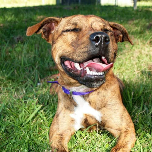 No photo for Indie *On Hold, Adoption Pending*