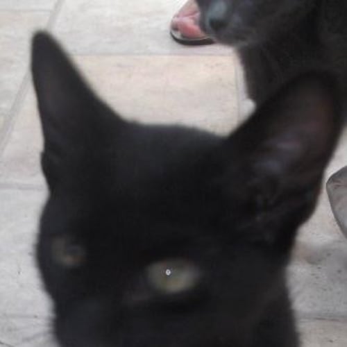No photo for Oscar