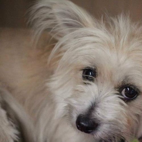 No photo for Alice **Such A Quiet Quiet Gentle Little Girl**