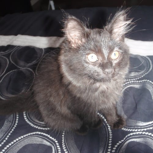 No photo for Smudge  