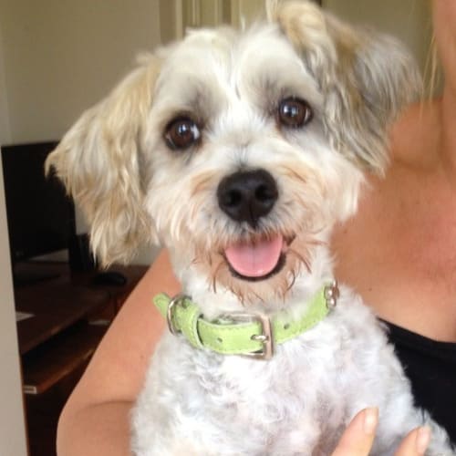 No photo for Indiana **Such A Sweet Little Man**