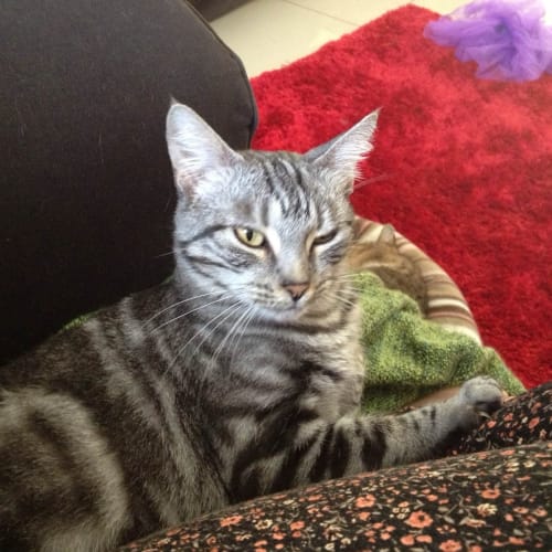 No photo for Asha