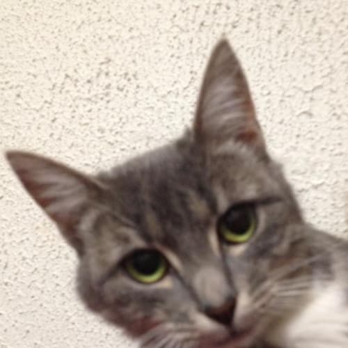 No photo for Cleo