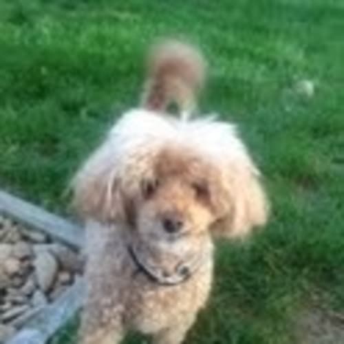 No photo for Sascha  .. A Sprightly Golden Oldie