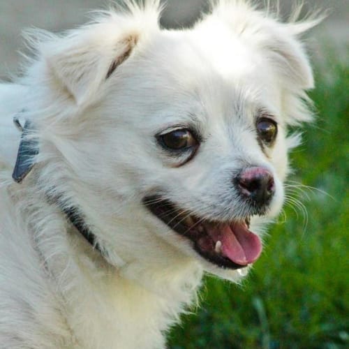 No photo for Loveable Lucky Tibetan Spaniel X