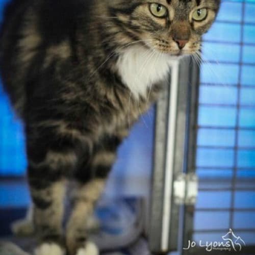 No photo for Pound Cats | Mandy