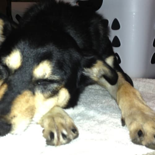 No photo for Buster 