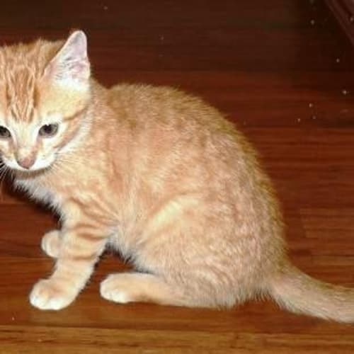 No photo for Alfie   Adoption Pending