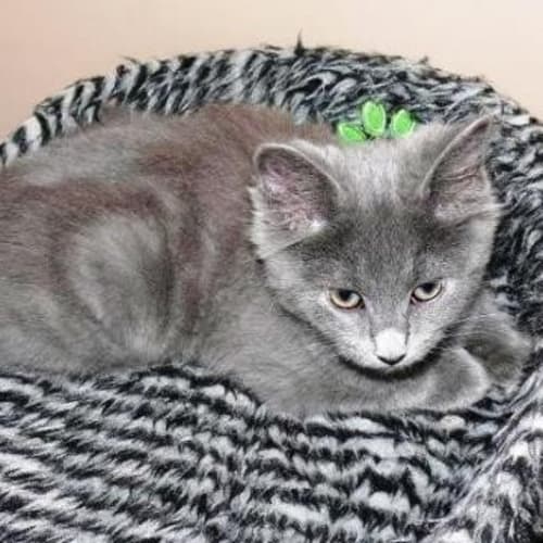 No photo for Storm   Adoption Pending