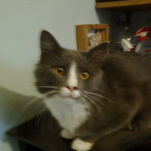 No photo for Fluffy