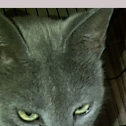 No photo for Amber 