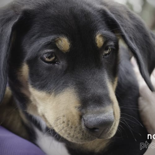 No photo for Moose *On Trial In His New Home*