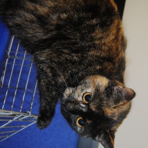 No photo for Pepper