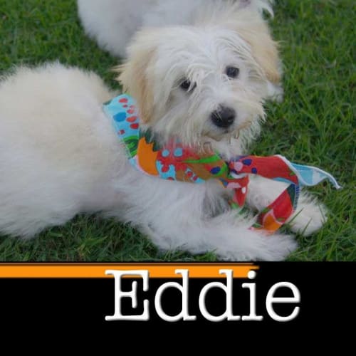 No photo for Eddie Is On Trial In His New Home!