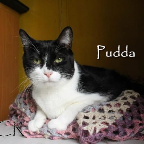 Pudda